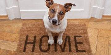 Proposed landlord reforms: renting with pets in the UK